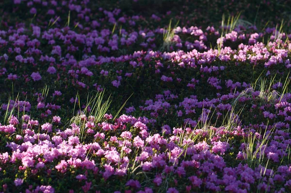 Rododendron květiny na louce v horách — Stock fotografie