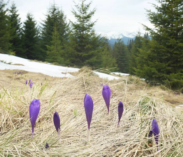 Crocus en fleurs sur une clairière dans la forêt — Photo