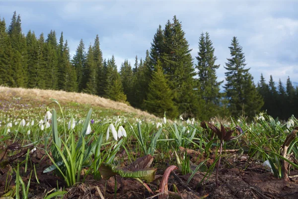 Gouttes de neige blanches Bush sur un pré de montagne — Photo