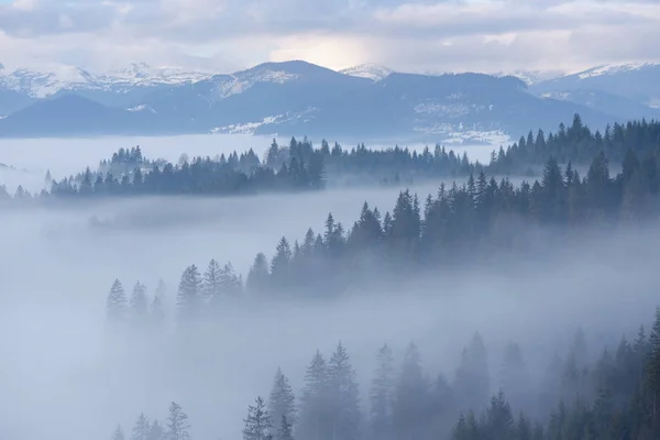 Горный пейзаж с еловым лесом и туманом — стоковое фото