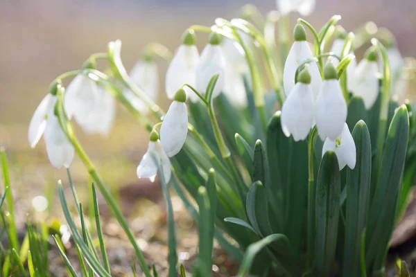 Bush white snowdrops on a mountain meadow — Stock Photo, Image