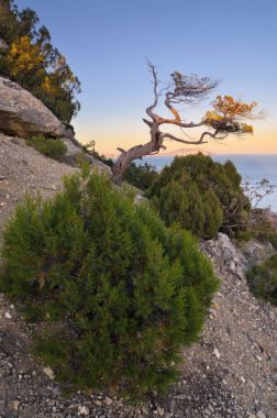 Dağlarda eski ağaçları ile manzara