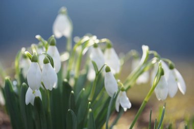 Bush Beyaz kardelen dağ çayır üzerinde