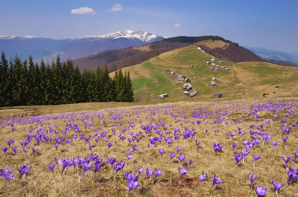 Spring landscape with flowers in the mountains — Stock Photo, Image