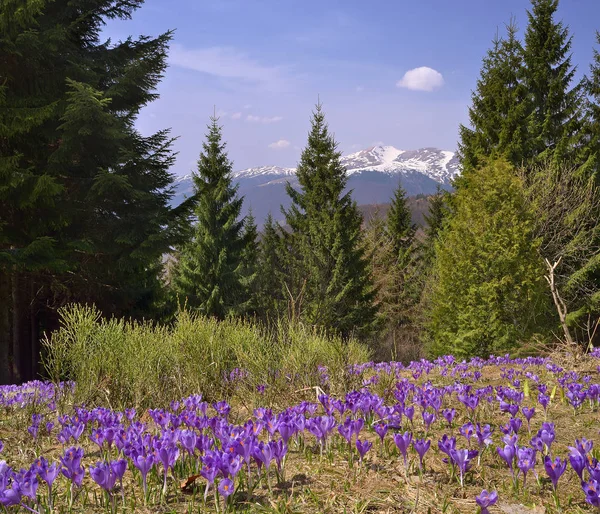Spring flowers in a mountain forest — Stock Photo, Image