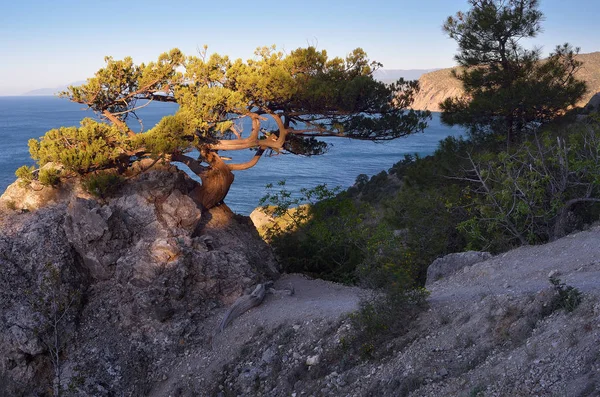 Старое дерево на скале у моря — стоковое фото