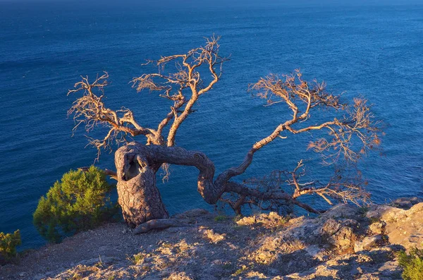 Viejo árbol en una roca junto al mar — Foto de Stock