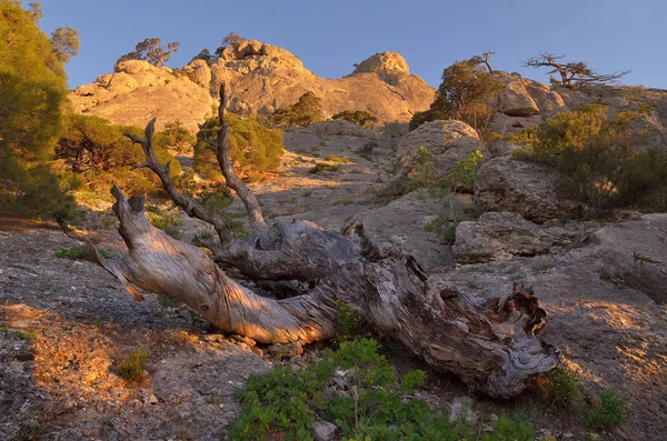 Landscape with an old tree in the mountains — Stock Photo, Image