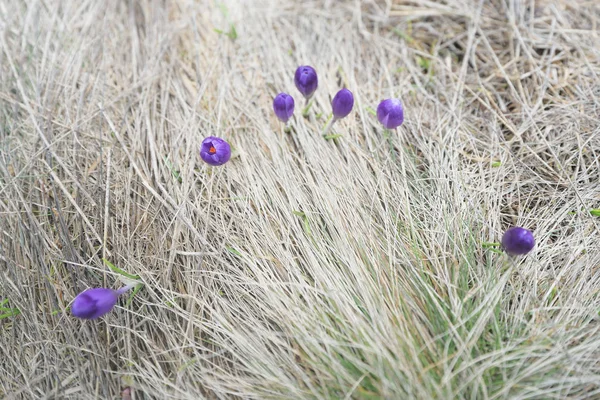 Flores de primavera roxas na grama seca — Fotografia de Stock