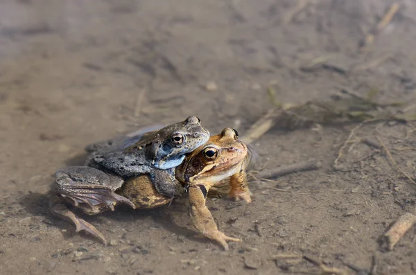 Две жабы спариваются в луже — стоковое фото