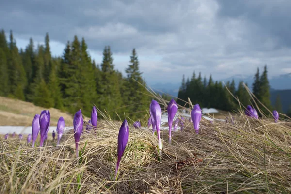 Vårblommor på en glänta i bergen — Stockfoto