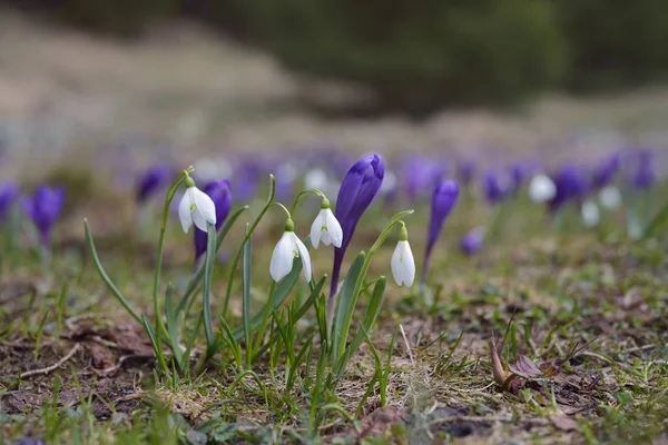 Primeiras flores de primavera em um prado de montanha — Fotografia de Stock