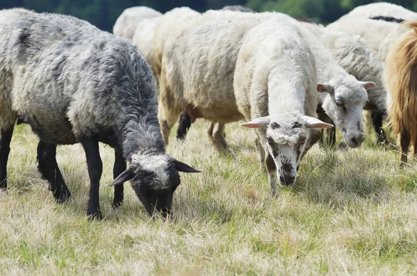 Rebaño de ovejas en el pasto —  Fotos de Stock