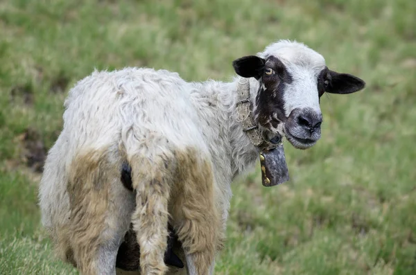 Drôle de mouton avec une cloche tourné autour — Photo