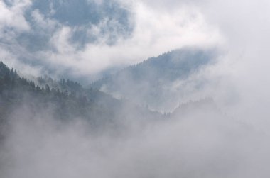 Bir dağ orman, sis, sonbahar yatay