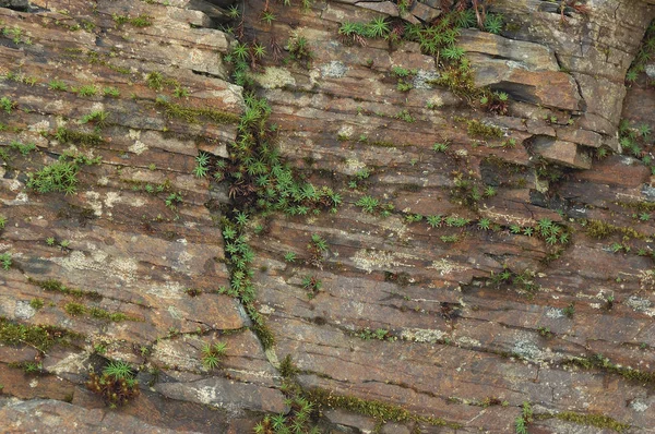 Naturliga textur av stenar och växter — Stockfoto