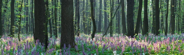 Skogslandskap med vårblommor — Stockfoto