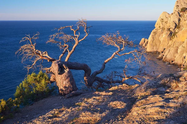 在海边岩石上的老树 — 图库照片