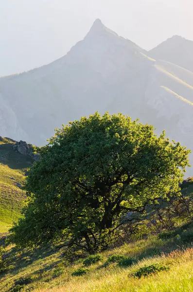 Paisagem de primavera com uma encosta verde nas montanhas — Fotografia de Stock