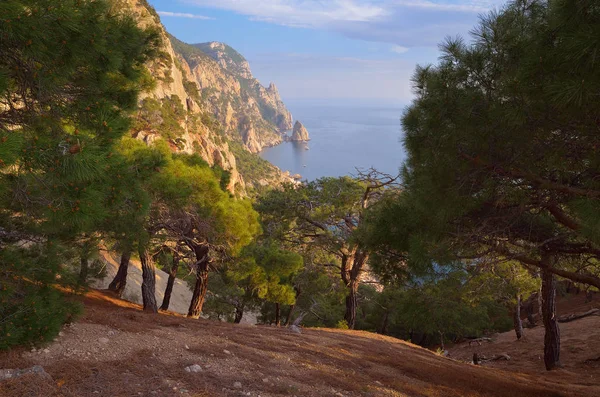 Bosque en las rocas junto al mar — Foto de Stock