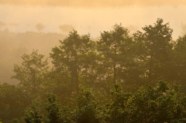 Şafak vakti sis ağaçlarda — Stok fotoğraf