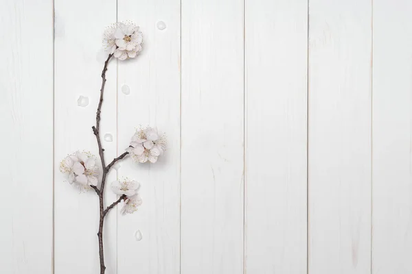 Gren av ett blommande träd på vit trä bakgrund — Stockfoto