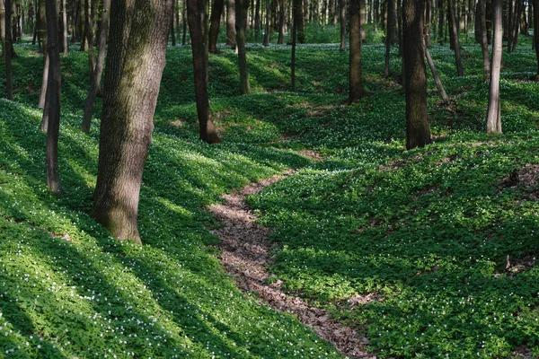 Frühlingslandschaft mit Blumen im Wald — Stockfoto