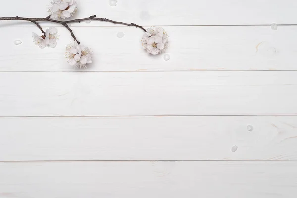 Branche d'abricot avec fleurs sur fond blanc — Photo