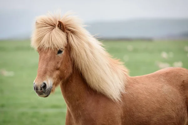 Ritratto di un cavallo islandese in un campo — Foto Stock