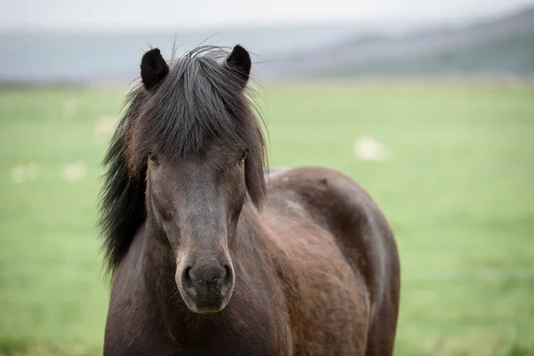 Porträtt av en brun häst — Stockfoto