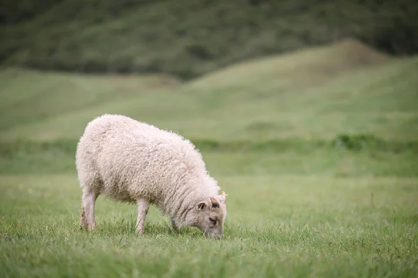 Ovinos em pastagem na Islândia — Fotografia de Stock