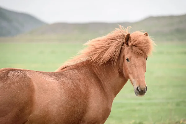 Kasztanowe koni na pastwiskach w Islandii — Zdjęcie stockowe