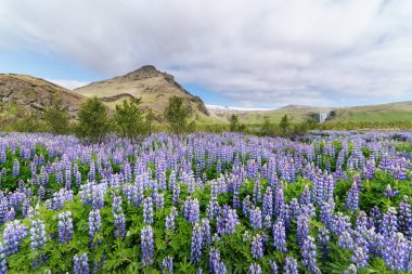İzlanda çayırda acı bakla çiçekler