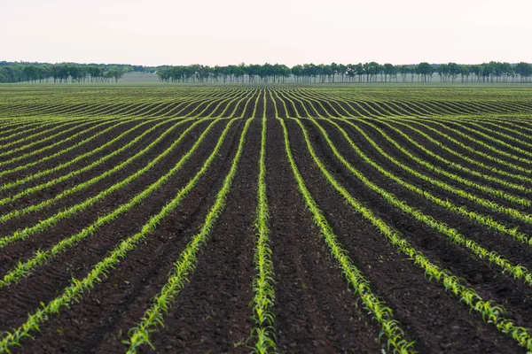 Maisfeld in der Nähe des Dorfes — Stockfoto