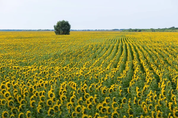 Gebied van bloeiende zonnebloemen en een eenzame boom — Stockfoto