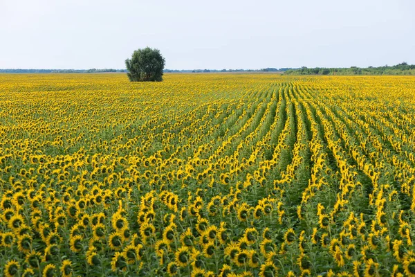 Campo de girasoles florecientes y un árbol solitario — Foto de Stock