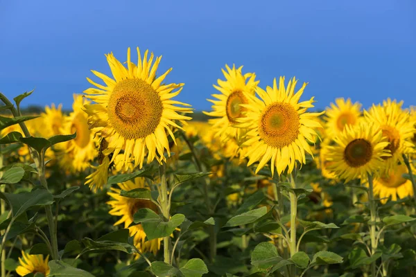 Blühendes Sonnenblumenfeld vor blauem Himmel — Stockfoto