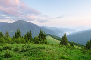 Köknar orman Dağları'nda, yaz yatay