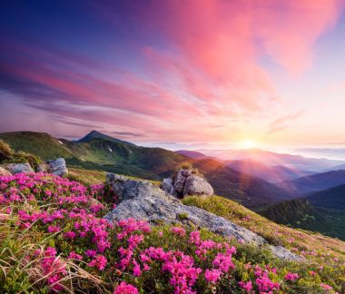 Summer landscape with flowers in the mountains clipart