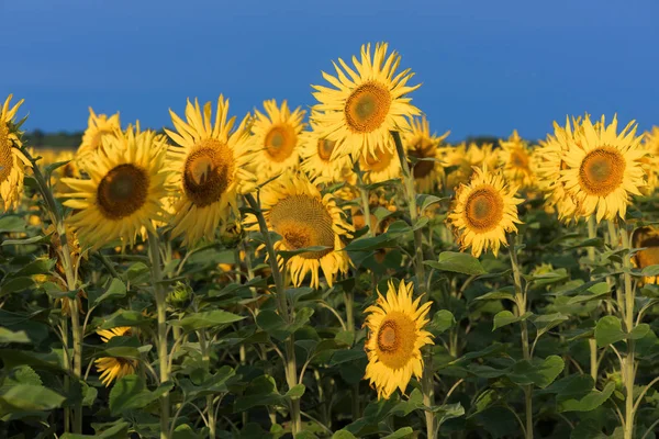 Blühendes Sonnenblumenfeld vor blauem Himmel — Stockfoto