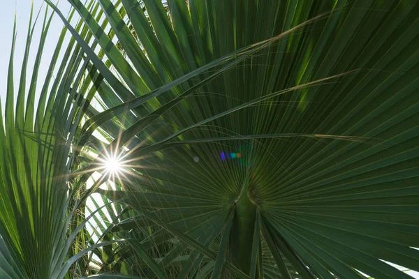 Green palm tree and sun rays — Stock Photo, Image