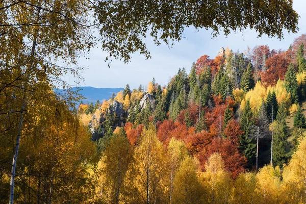 Paisagem de outono em uma floresta de montanha — Fotografia de Stock