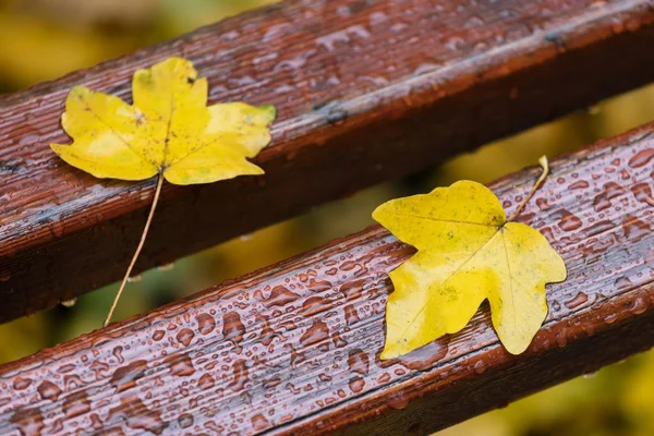 Folhas de outono em um banco de parque — Fotografia de Stock