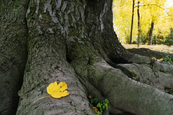 Parkta sonbahar — Stok fotoğraf