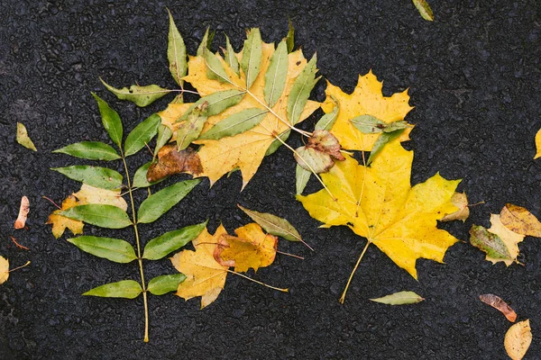 Foglie d'autunno sull'asfalto — Foto Stock