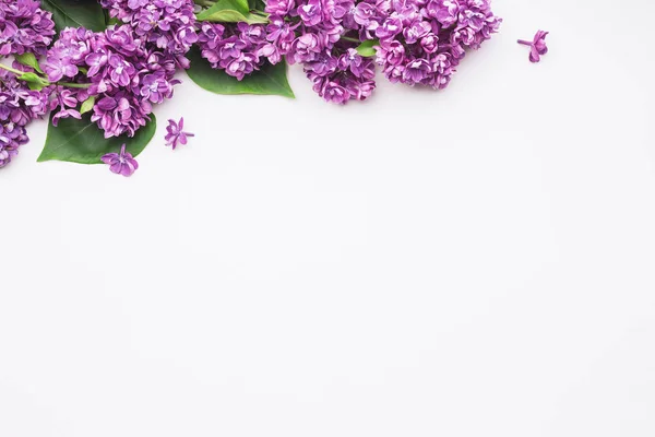 Lilac flowers on a white background — Stock Photo, Image