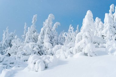 Firs mavi gökyüzü arka plan üzerinde karda