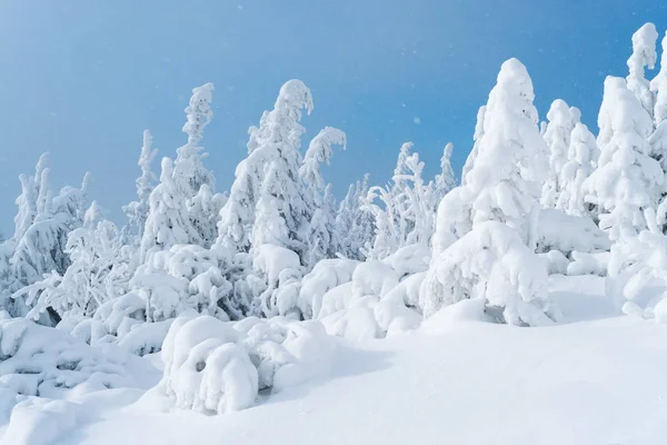 Granar i snön på blå himmel bakgrund — Stockfoto