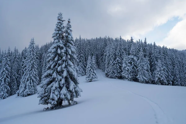Зимний пейзаж с тропинкой в снегу — стоковое фото