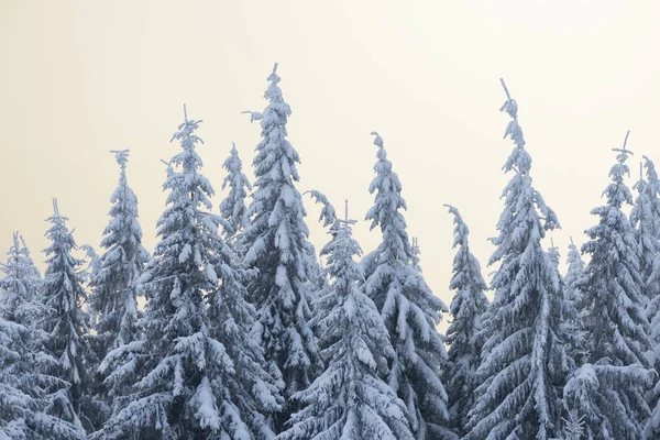 Invierno en el bosque de abeto — Foto de Stock